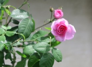 2024-5-26yasuda27.jpg