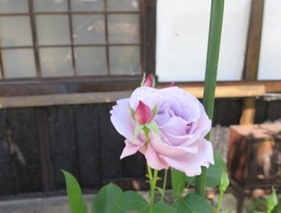 2024-5-26yasuda28.jpg