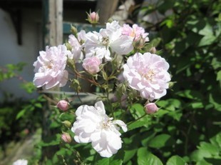 2024-5-26yasuda29.jpg