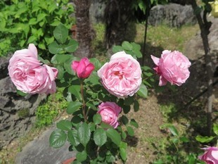 2024-5-26yasuda36.jpg