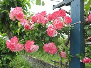 2024-5-26yasuda5.jpg