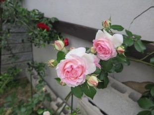 2024-5-26yasuda6.jpg