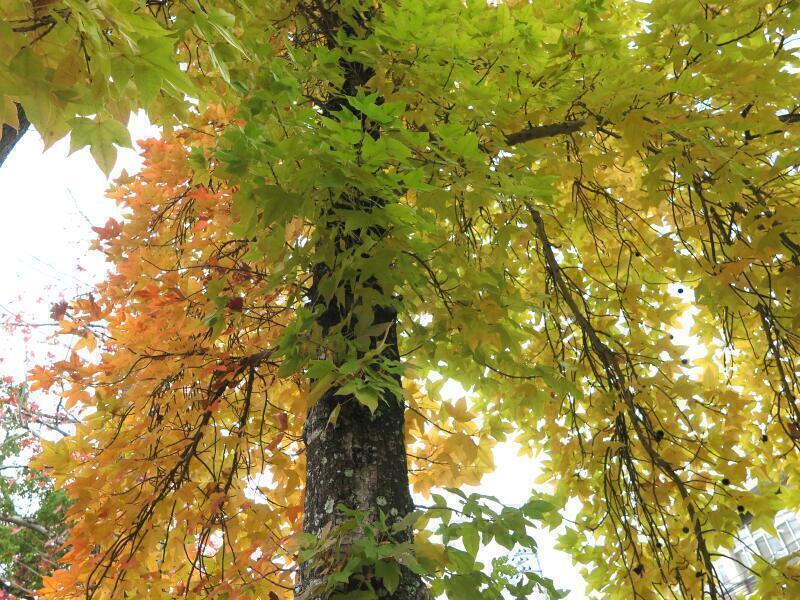 紅葉もみじ壺 lrg_11570778.jpg?updated_at=