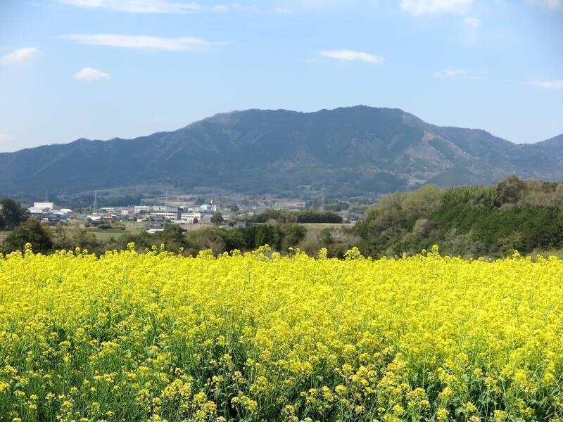 菜の花畑のある景色