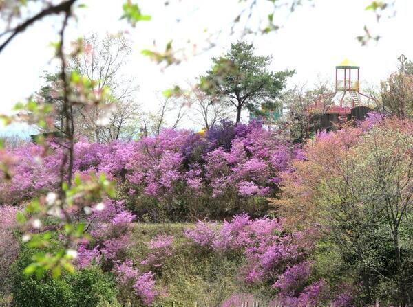 ツツジ咲く丘の勝北総合スポーツ公園