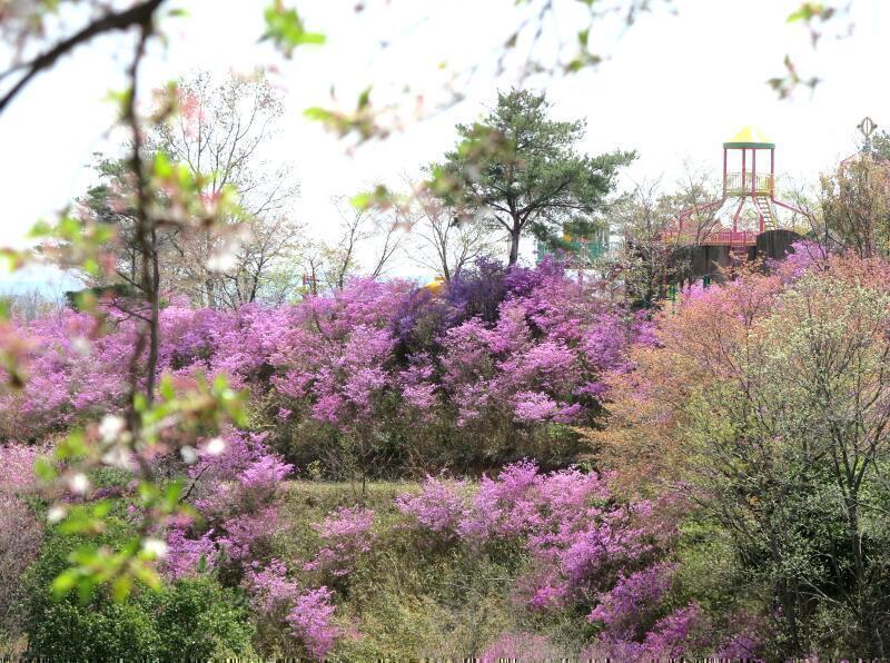 ツツジ咲く丘の勝北総合スポーツ公園