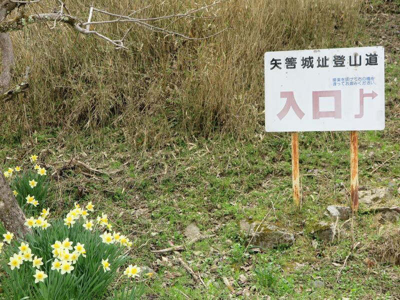 2025 JR因美線 美作河井駅のさくら - 津山瓦版