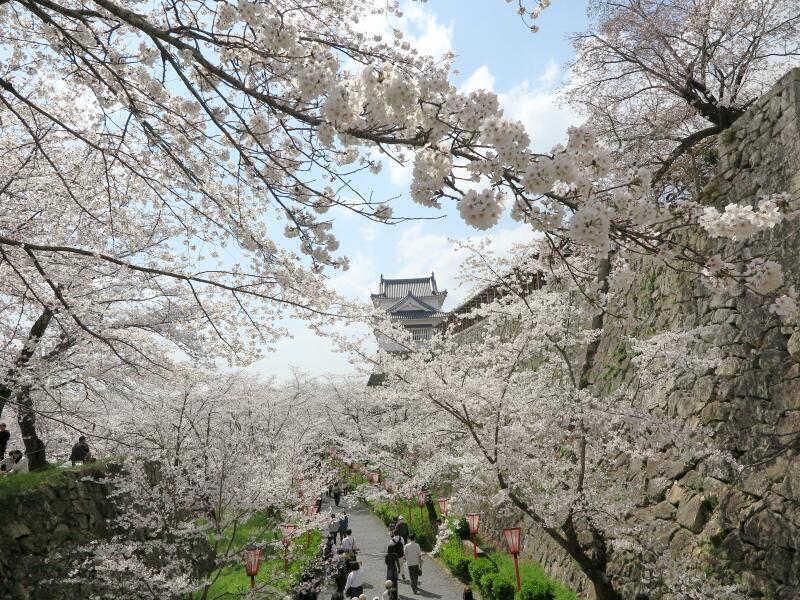 津山さくらまつり 2025 in 津山城（鶴山公園） - 津山瓦版
