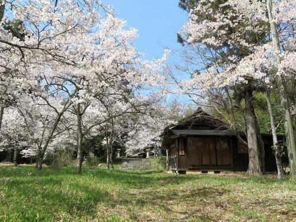 2025 長継山 千年寺のさくら満開の頃