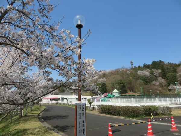 勝北総合スポーツ公園のさくら 2025