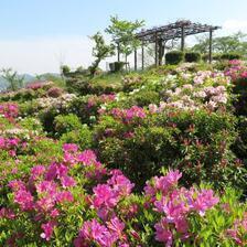 2025 神楽尾公園のさつきと藤の花