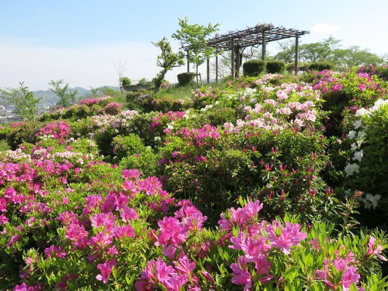 2025 神楽尾公園のさつきと藤の花