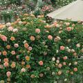 2025 甲本バラ園 のバラの花達