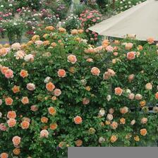 2025 甲本バラ園 のバラの花達