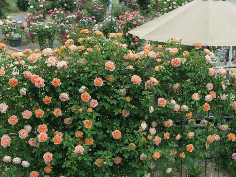 2025 甲本バラ園 のバラの花達