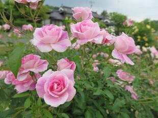 2025-5-21koumotobara41.jpg