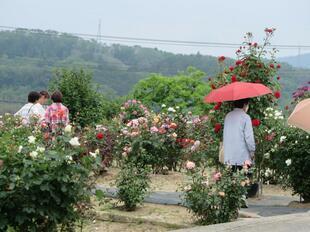2025-5-21koumotobara62.jpg