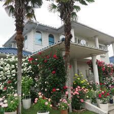 2025 末澤さん宅のバラの花
