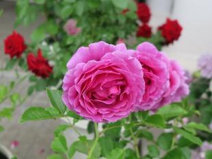 2025-5-21suezawa11.jpg