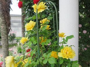 2025-5-21suezawa13.jpg