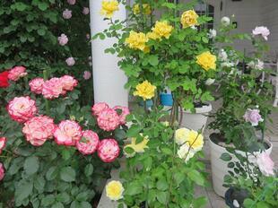 2025-5-21suezawa16.jpg