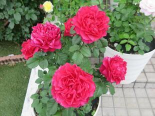 2025-5-21suezawa17.jpg