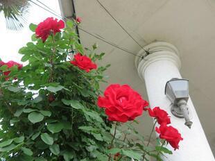 2025-5-21suezawa18.jpg