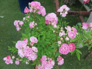2025-5-21suezawa19.jpg