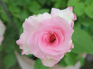 2025-5-21suezawa23.jpg