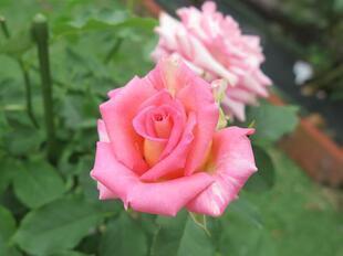 2025-5-21suezawa29.jpg
