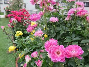 2025-5-21suezawa30.jpg