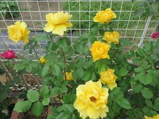 2025-5-21suezawa31.jpg