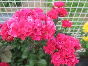 2025-5-21suezawa32.jpg