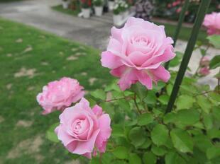 2025-5-21suezawa36.jpg
