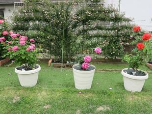 2025-5-21suezawa37.jpg