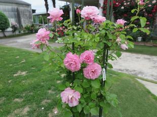 2025-5-21suezawa40.jpg
