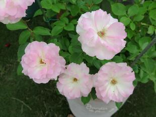 2025-5-21suezawa42.jpg
