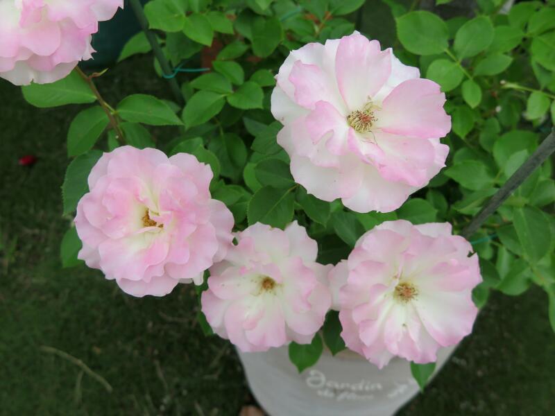 2025 末澤さん宅のバラの花 - 津山瓦版