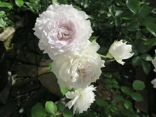 2025-5-22ashidabara14.jpg