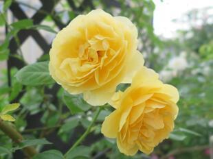 2025-5-22ashidabara19.jpg