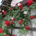 2025 保田さん宅のバラの花達