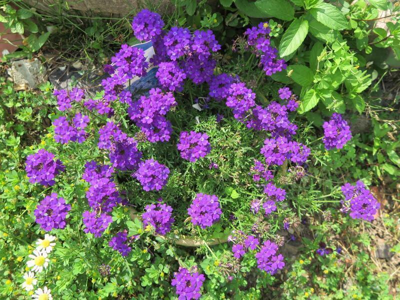 2025 保田さん宅のバラの花達 - 津山瓦版