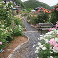 2025 富阪さん宅のバラの花達(美作市)