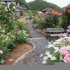 2025 富阪さん宅のバラの花達（美作市）