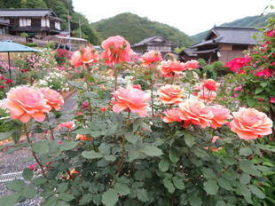 2025-5-29tomisakabara47.jpg