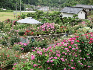 2025-5-29tomisakabara6.jpg