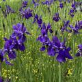 菖蒲（あやめ）を愛（め）でる会