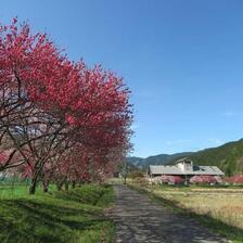 2025  可愛い花桃の咲くころの阿波