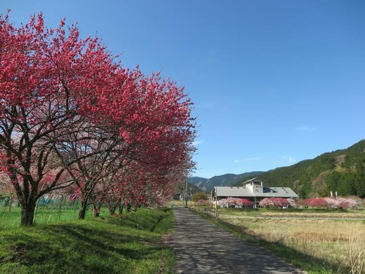 2025  可愛い花桃の咲くころの阿波