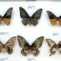 つやま自然のふしぎ館「第4室  蝶と昆虫の世界（蝶）」